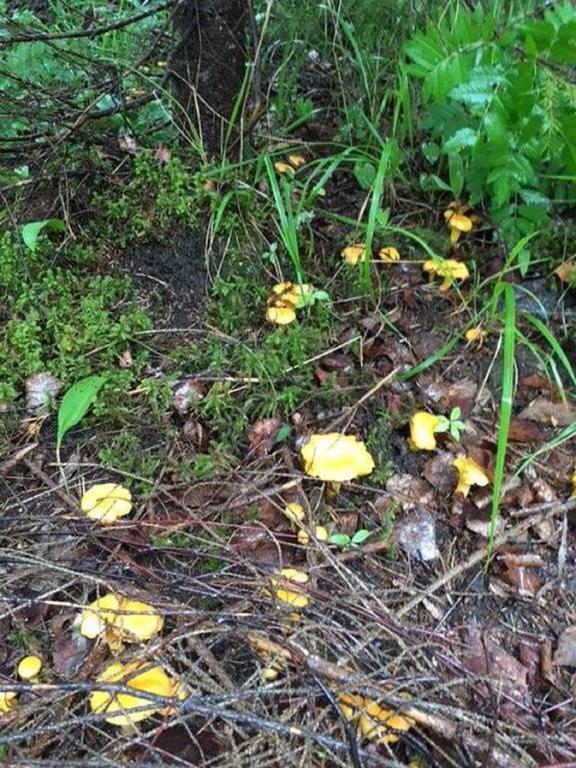 Tilhi 1 Cottage Piojarvi Eksteriør bilde